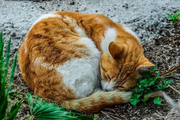 Кот клубочком