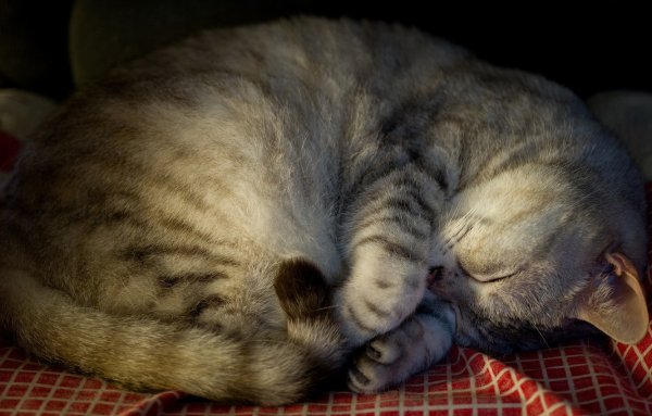Кошка спит