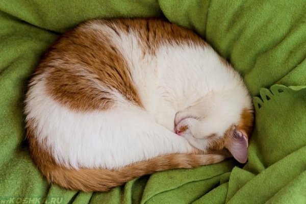 Спящий кот клубочком