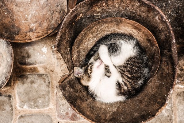 Котенок с клубочком