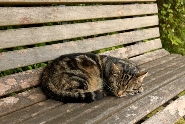 Кот лежит