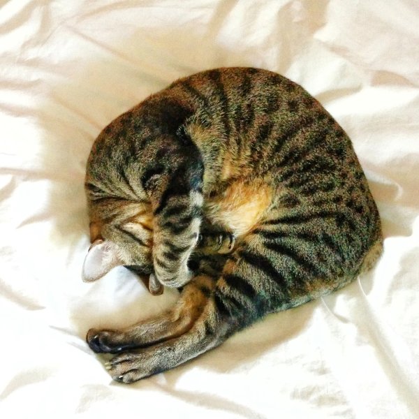 Кошка с клубком