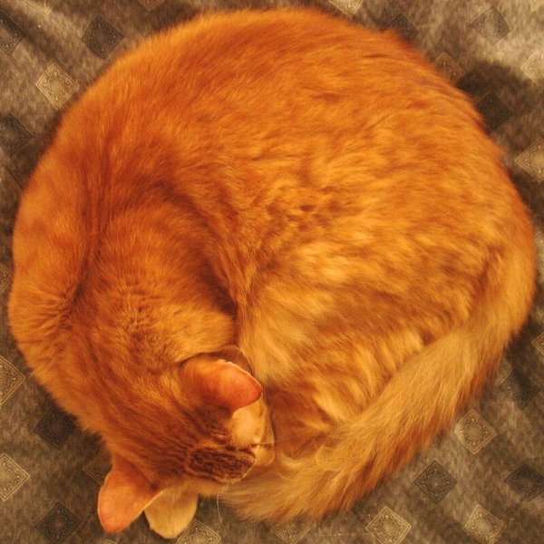Рыжий кот клубочком