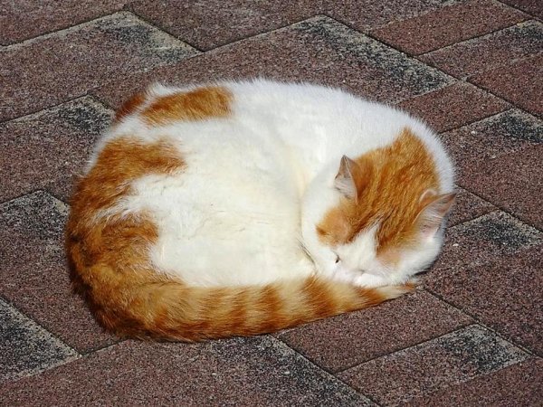 Кошка свернулась калачиком
