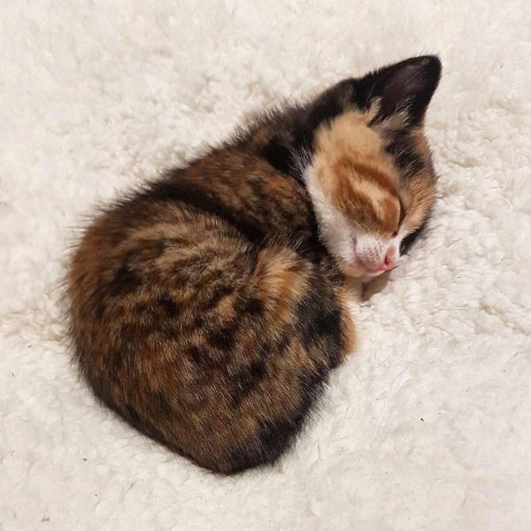 Котенок с клубочком