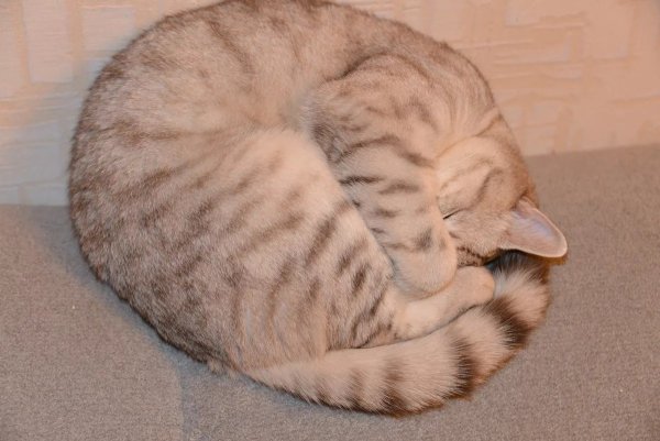 Кот спит клубочком