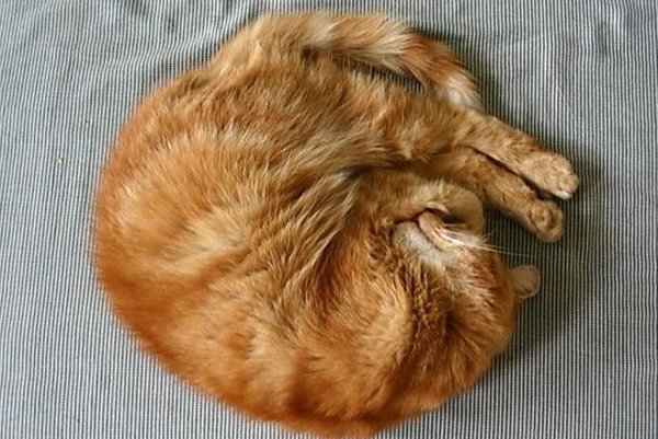 Кот клубочком