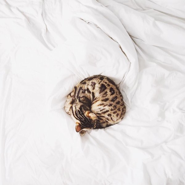 Котенок с клубочком