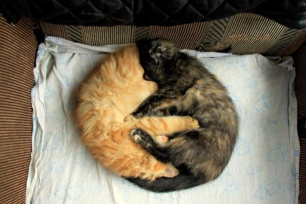 Кошка спит калачиком