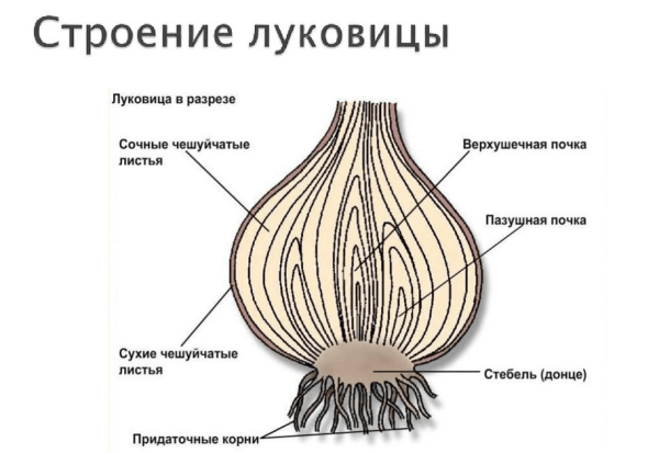 Лук репчатый строение луковицы