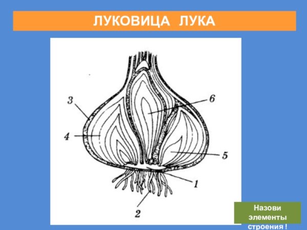 Строение видоизмененного побега луковицы лука