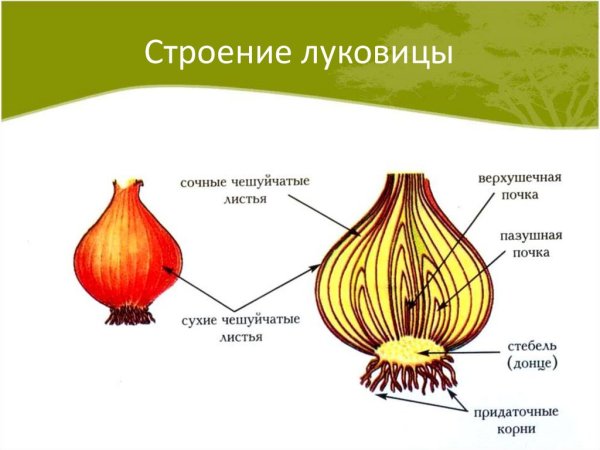 Строение луковицы репчатого лука