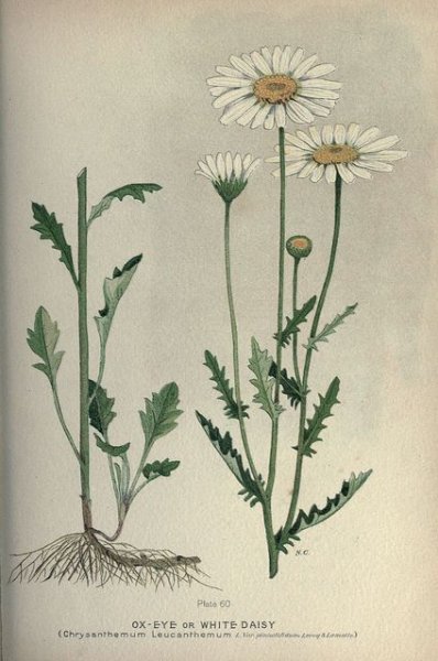 Ромашка аптечная Фармакогнозия