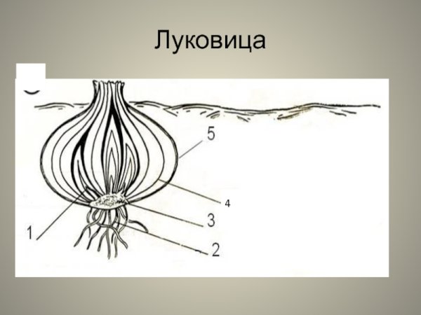 Схема луковицы репчатого лука