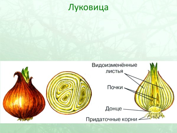 Строение луковицы репчатого лука в разрезе