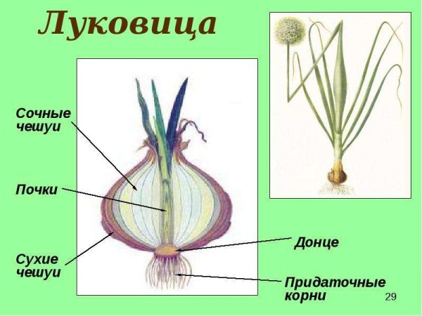 Внутреннее строение луковицы лука