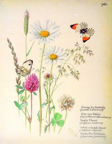 Нивяник обыкновенный гербарий