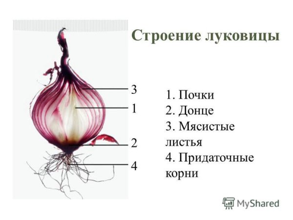 Корневая система лука схема