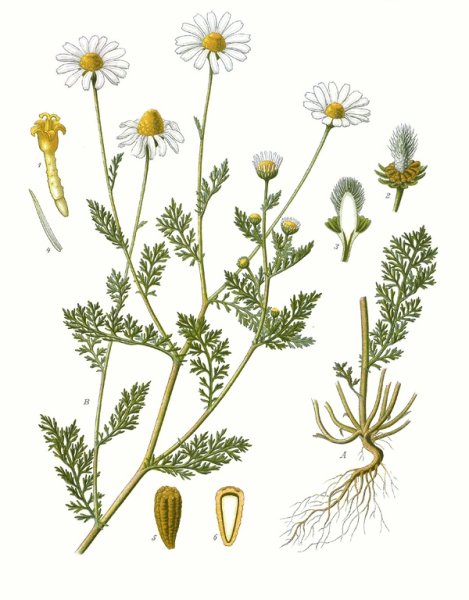 Chamomilla recutita