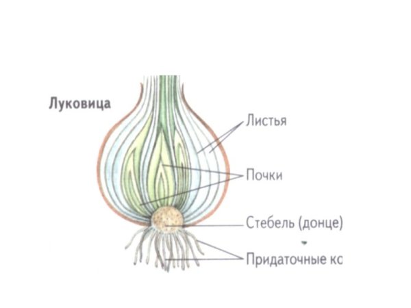 Строение побега луковицы