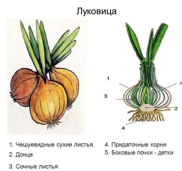 Строение побега луковицы