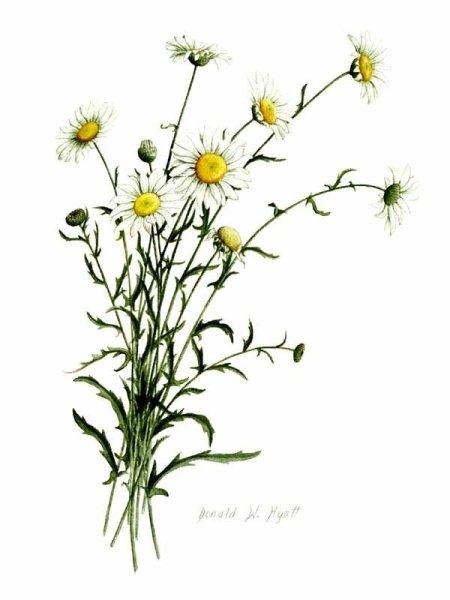 Ромашка аптечная Ботанический атлас