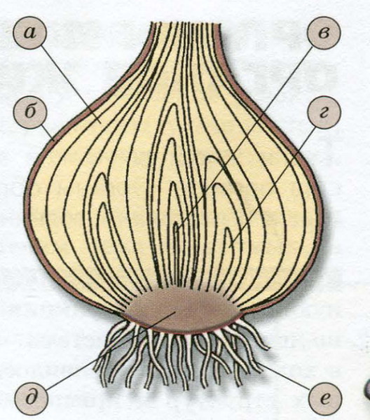 Продольный срез луковицы рисунок