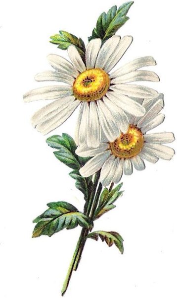 Leucanthemum vulgare Ботанический рисунок