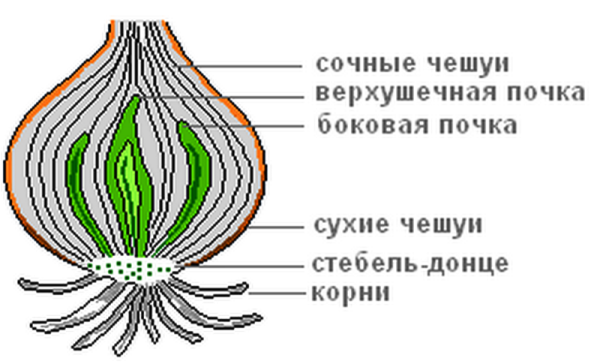 Луковица лука - видоизмененный побег