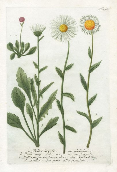 Ромашка аптечная Фармакогнозия