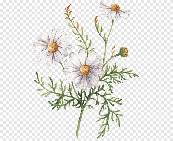 Ботаническая лекарственной ромашки