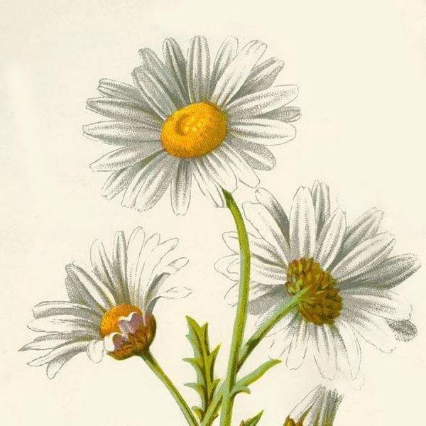 Нивяник обыкновенный Ботанический атлас