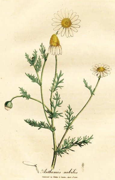 Matricária Chamomilla Ботанический рисунок