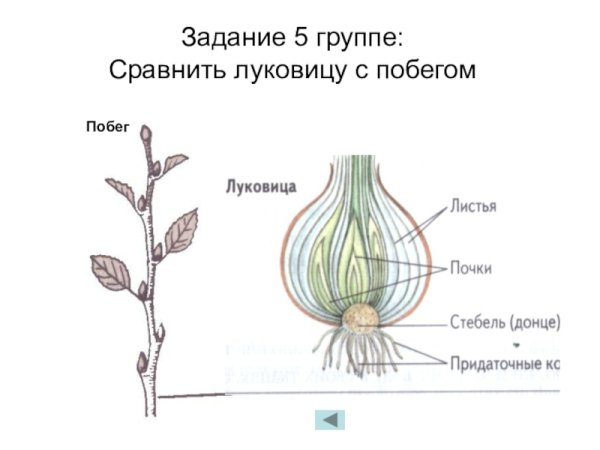 Луковица лука побег