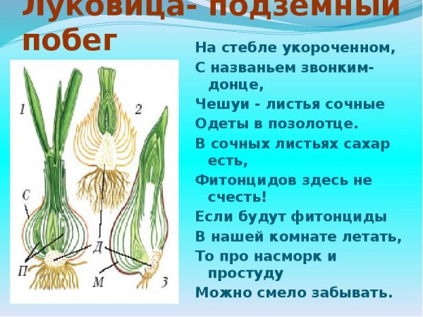 Строение побега луковицы