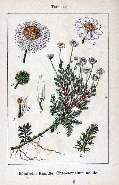 Нивяник обыкновенный