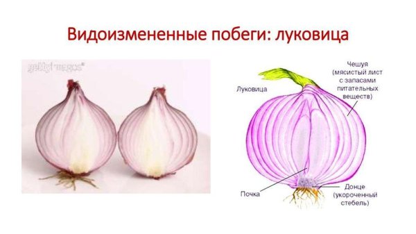 Вегетативное размножение луковицами