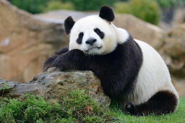 Разные панды картинки (47 фото)