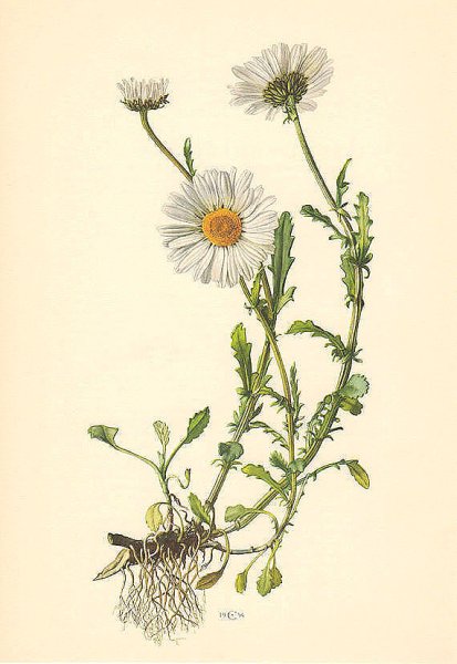 Ромашки арт