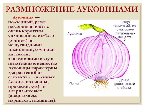 Чеснок способ вегетативного размножения