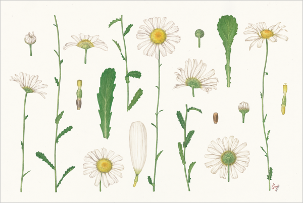 Chamomilla recutita гербарий