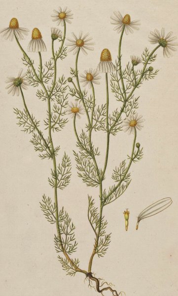 Ромашка Ботаническая иллюстрация