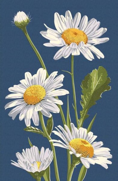 Ромашка лекарственная рисунок