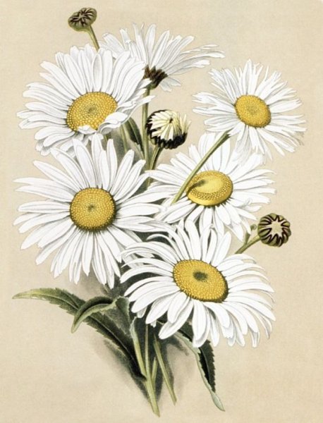 Ромашка зарисовка