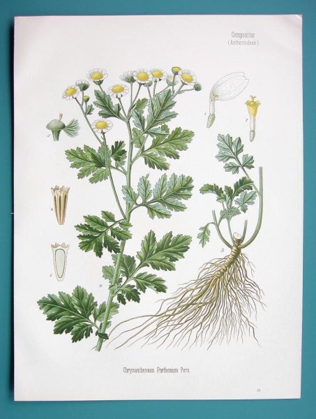 Нивяник обыкновенный