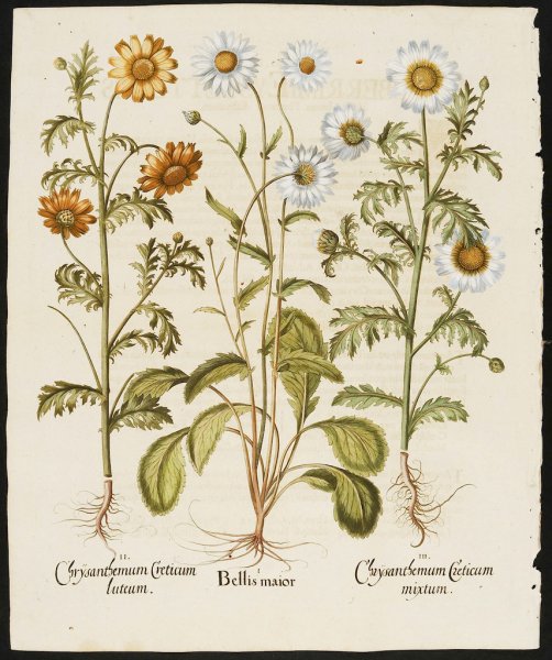 Ромашка Ботаническая иллюстрация