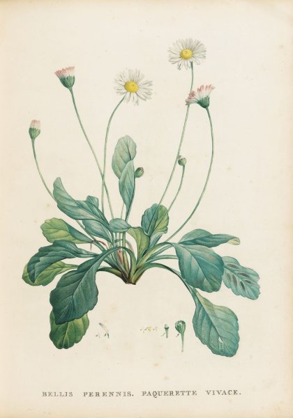 Ботаническая лекарственной ромашки