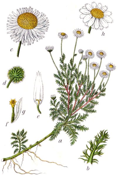 Ромашка аптечная (Matricaria Chamomilla) Ботаническая иллюстрация