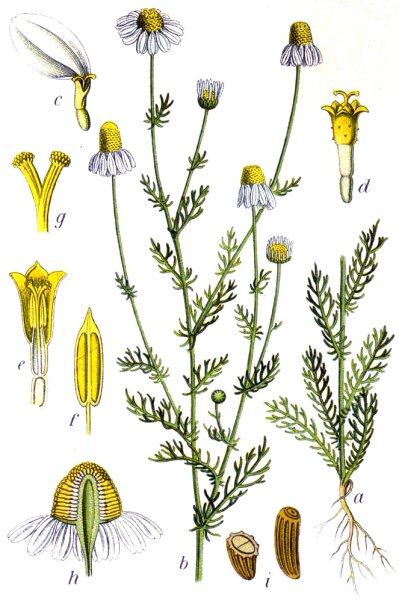 Нивяник обыкновенный ГФ