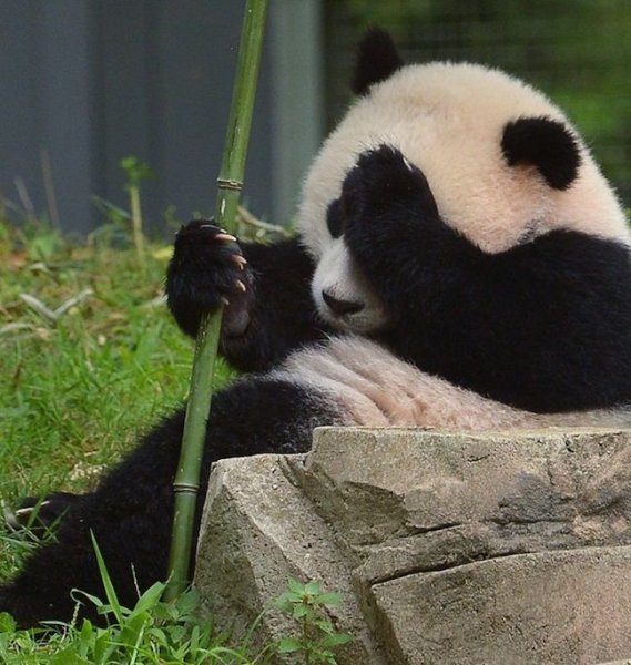 Панда ждет